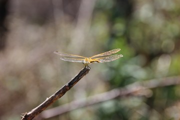 Yellow dragonfly, Beigua Park, Italy
