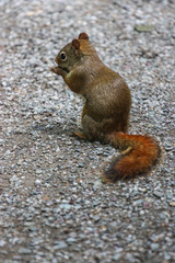 squirrel eating