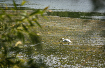 white bird in swamp eating