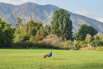 Fototapeta premium Beautiful peacock walking around