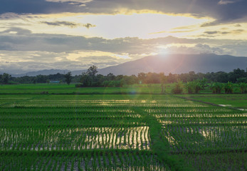 Sunset at cultivated land in the countryside on a summer evening with cloudy sky background and river. Procurement of food for animals. Combined field. Landscape.