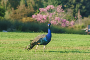 Beautiful peacock walking around