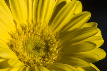 macro of a yellow flower