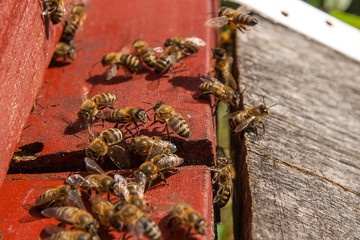 Plenty of bees at the entrance of beehive in apiary.