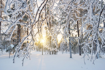 Snowy landscape at sunset, frozen trees in winter in Saariselka, Lapland, Finland