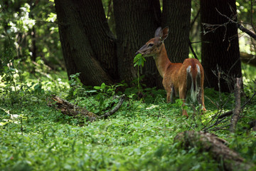 Naklejka na ściany i meble deer in the forest eating some grass