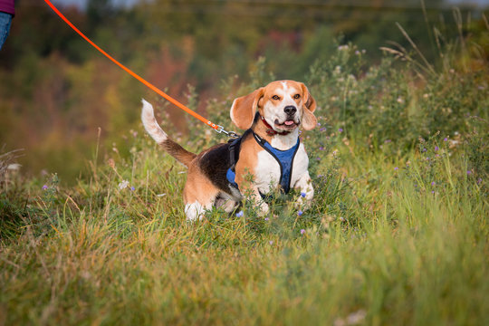 Beagle Mantrailing