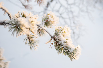 Snowy pine tree branch close-up in winter, white background