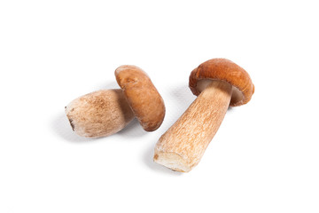 Two porcini mushroom known as boletus edulis isolated on white background.