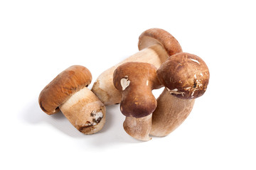 Several porcini mushrooms known as boletus edulis isolated on white background.