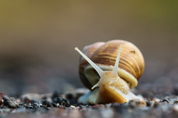 Schnecke
