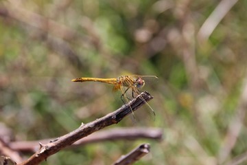 Yellow dragonfly, Liguria, Italy