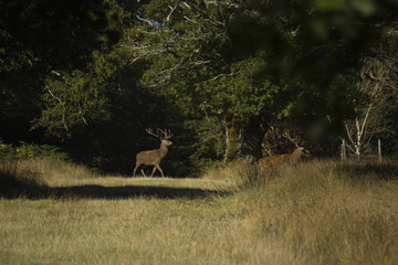 Caerf traversant le chemin