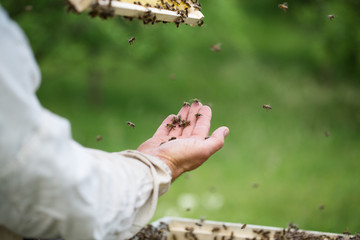 Close up shot of man hand holding frame with bees wax. Selective focus.