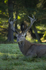 Cerf se reposant en foret