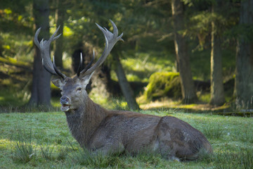 Cerf se reposant en foret