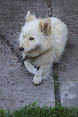 Beautiful fluffy beige dog resting on the old grey concrete