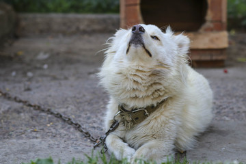 Beautiful fluffy beige dog resting on the old grey concrete