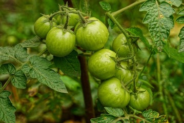 Зелёные помидоры на кусте в огороде