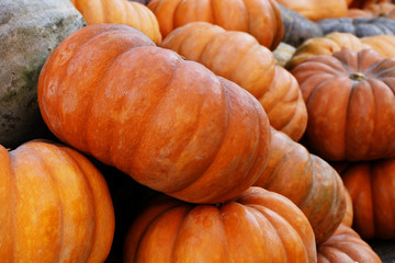 Many multicolored pumpkins harvested from the harvest