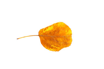 Naklejka premium yellow leaf isolated on white background