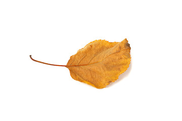 yellow leaf isolated on white background