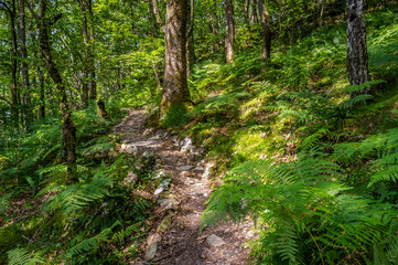 Path leading through lush green forest in Snowdonia National Park, Wales, United Kingdom, Europe.