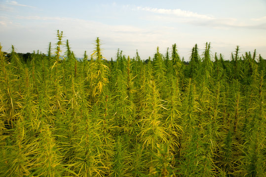 Cannabispflanzen