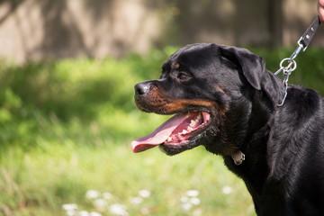  portrait du profil d'un chien rottweiler avec une laisse
