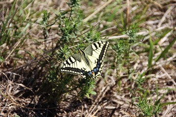 Broken wing Macaone butterfly (Papilio Machaon). Liguria, Italy