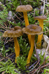 Yellowfoot (Cantharellus lutescens), wild mushrooms edible in moss
