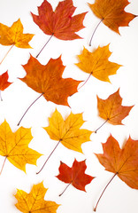 Naklejka na ściany i meble Autumn leaves on white background