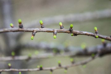 buds on a branches