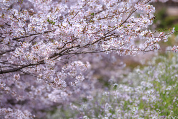 桜の花
