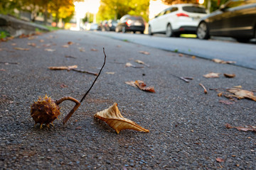 Frucht und Blatt Kastanie im Herbst auf dem Gehweg
