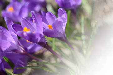 Beautiful first spring flowers crocuses bloom under bright sunlight. Spring holidays backdrop