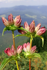 Ostalpen-Enzian (Gentiana pannonica), Pannonischer Enzian, Ungarischer Enzian, Ungar-Enzian