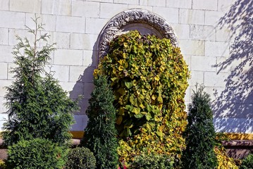 Заросшая растительность стена старого дома и декоративные ели и кусты во дворе