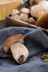 Boletus edulis, cepe, porcini mushrooms unwashed on gray concrete background