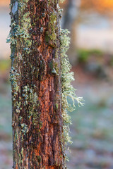 Old lichen