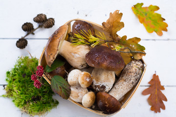 Boletus edulis, cepe, porcini mushrooms unwashed on white wooden background