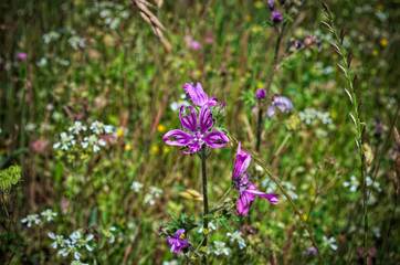 Wild plant flower at meadow, damaged by insects 