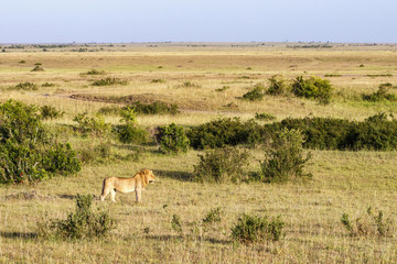 Fototapeta premium Male lion and a view of Masai Mara savannah