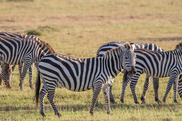 Fototapeta na wymiar Flock of zebras on the grass savanna