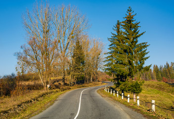 trees on tricky serpentine in mountains. landscape in autumn sunrise