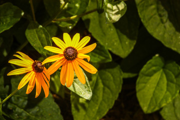 two yellow flowers