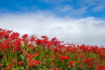 彼岸花畑