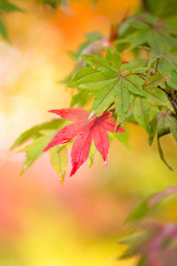 紅葉