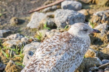 seagull on rocks