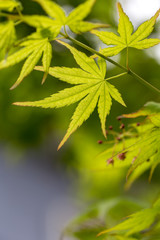緑のモミジ